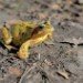 Frog 150309